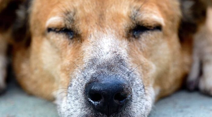 Ecco perché il tuo cane ha un naso che cola
