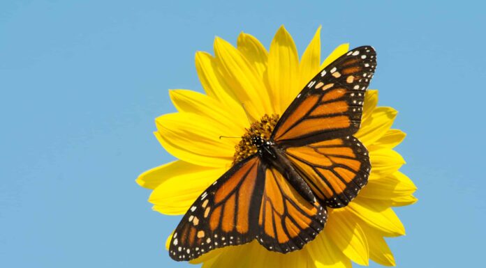 6 fiori gialli perenni
