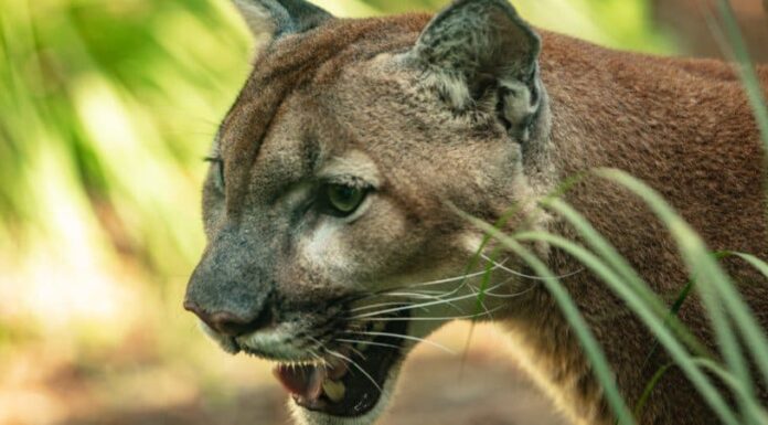 Pantera della Florida
