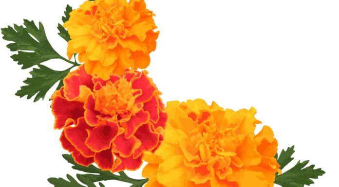 8 fiori annuali che sbocciano dalla primavera all'autunno
