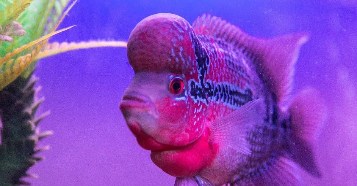 Pesce Flowerhorn