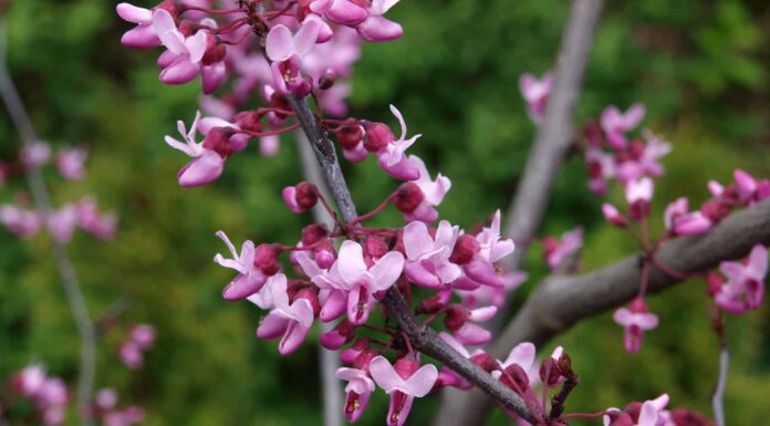 Forest Pansy Redbud vs Eastern Redbud