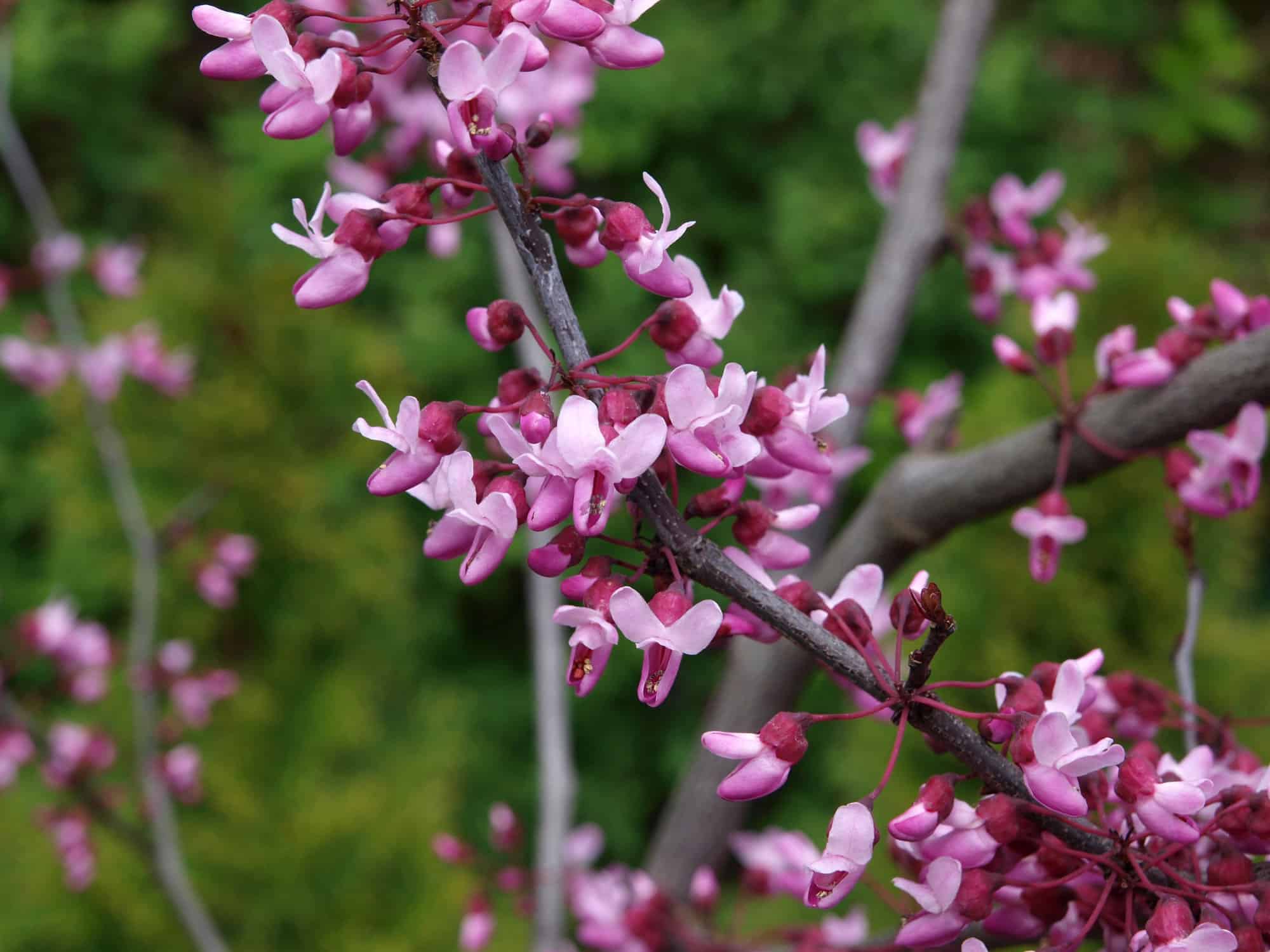 Forest Pansy Redbud vs Eastern Redbud