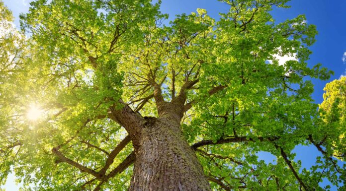 Basswood vs Mahogany