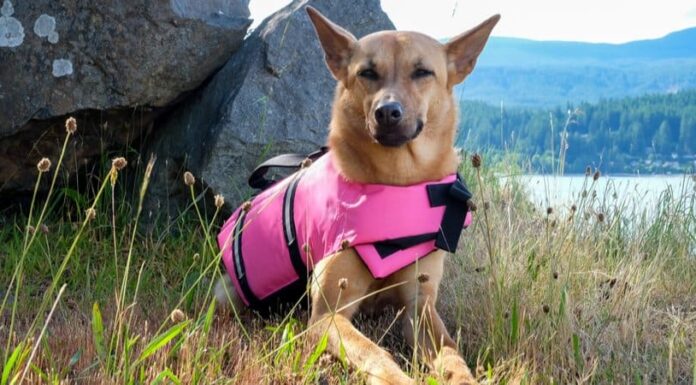 Formosan Mountain Dog