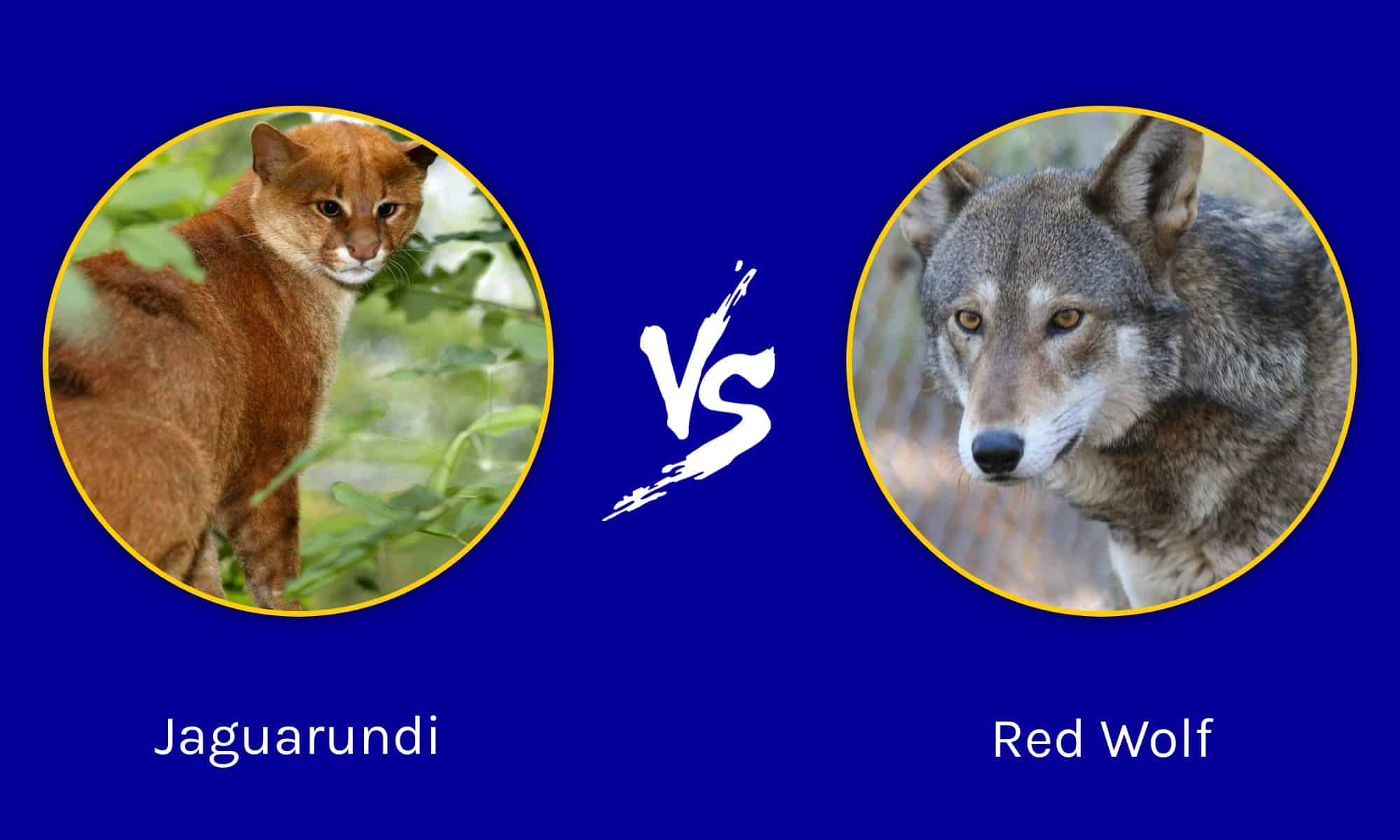 Jaguarundi vs Red Wolf: qual è la differenza?