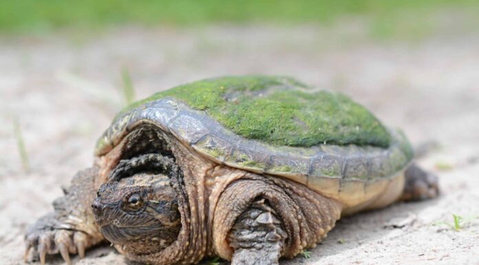 Scopri 4 fantastiche specie di tartarughe estinte!
