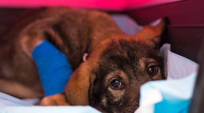  I cani possono diffondere Parvo agli esseri umani?  Cosa hai bisogno di sapere
