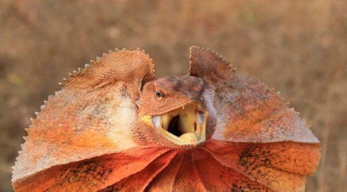 Lucertola arricciata
