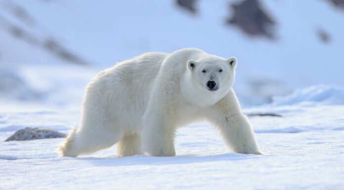 Apex predator: Polar Bear