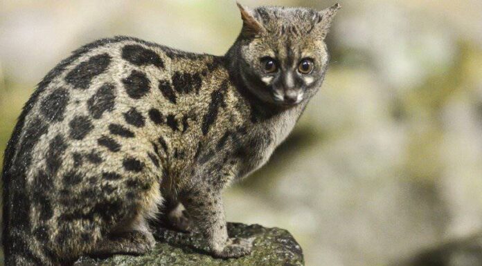 Genet
