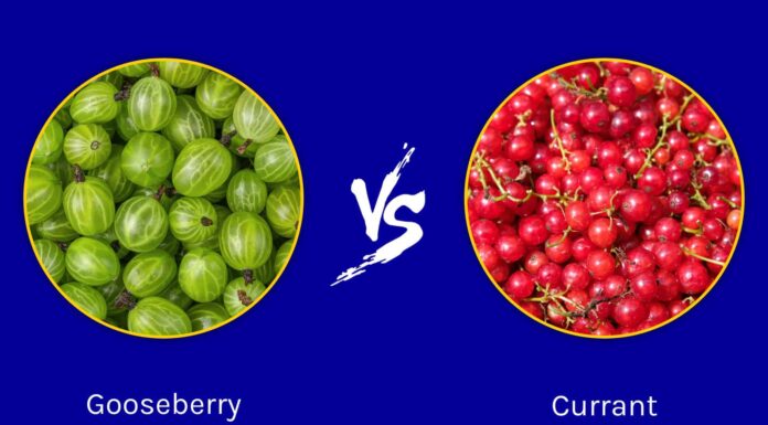 Uva spina contro ribes: qual è la differenza?
