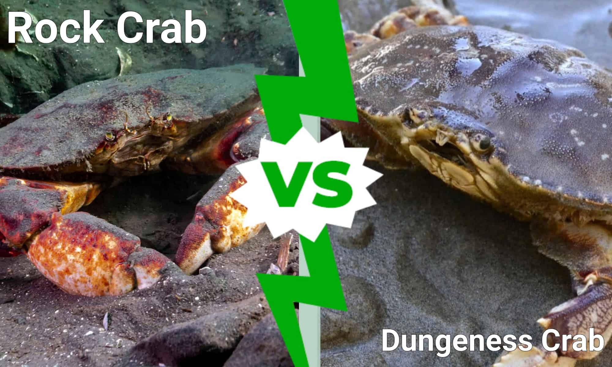 Rock Crab vs Dungeness: 6 differenze per identificarli