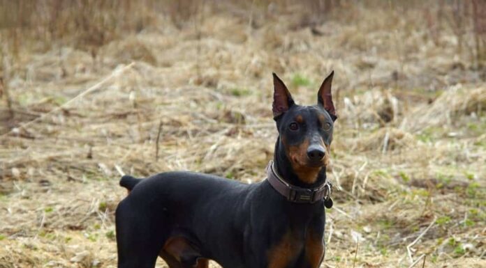 Pinscher tedesco
