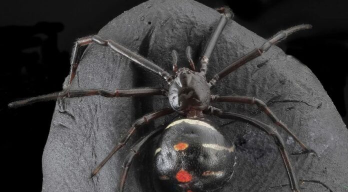 6 ragni velenosi unici in Ohio
