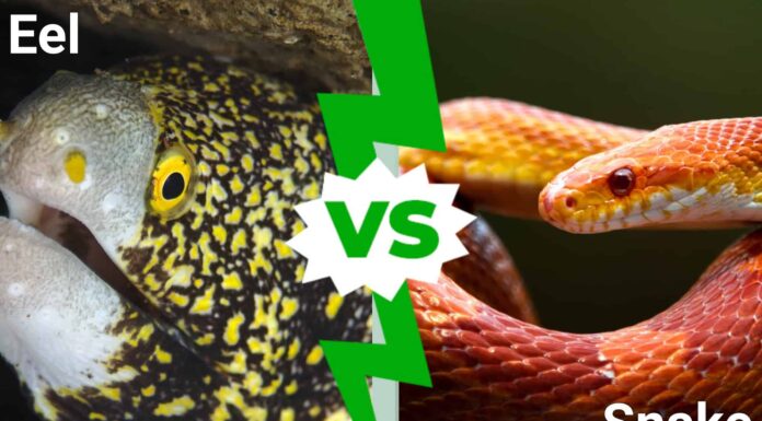 Anguilla vs serpente: 6 differenze e modi per identificarli
