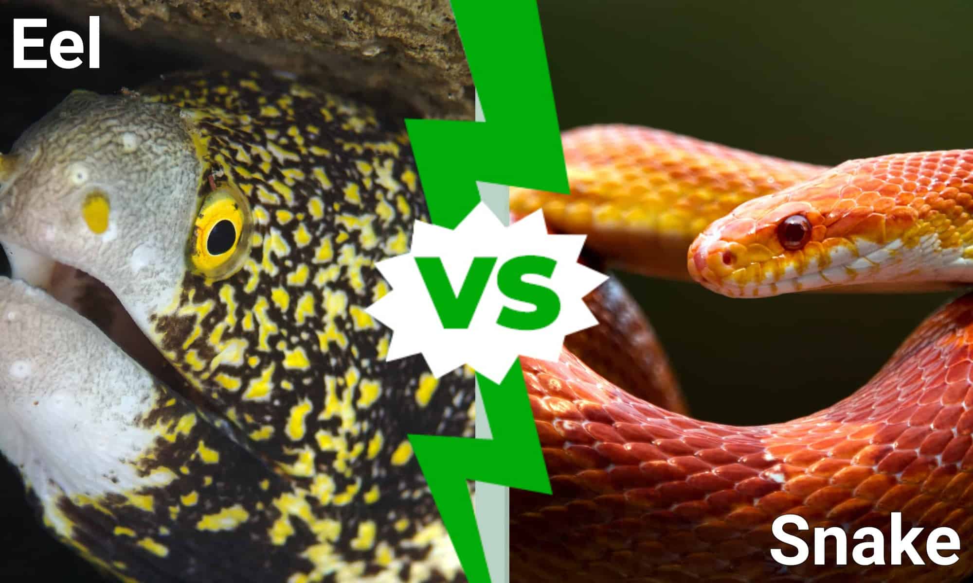Anguilla vs serpente: 6 differenze e modi per identificarli