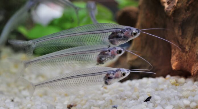 Pesce gatto fantasma
