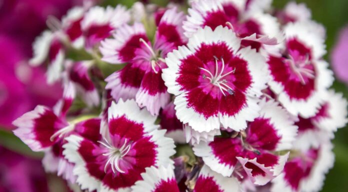 I 4 migliori fiori annuali per la zona 7
