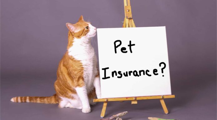 I diversi piani assicurativi per gatti domestici che dovresti conoscere
