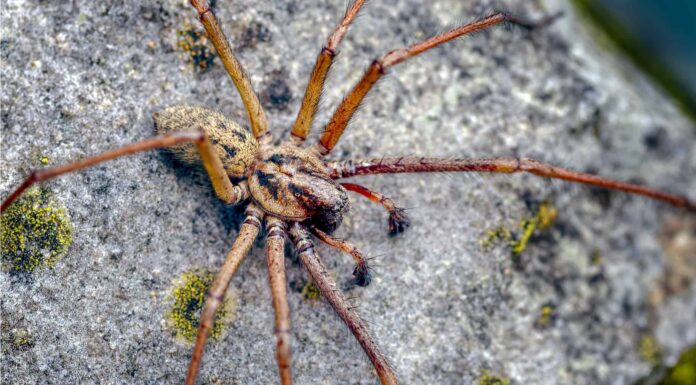 Ragno gigante della casa

