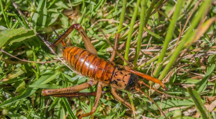 Weta gigante
