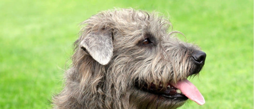 Glen Di Imaal Terrier
