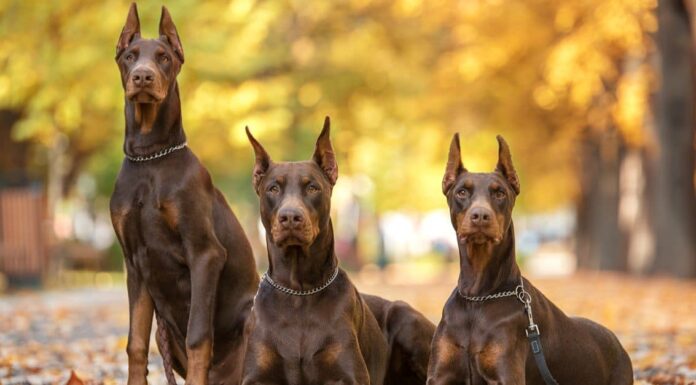 doberman