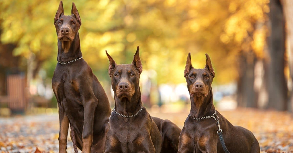 doberman