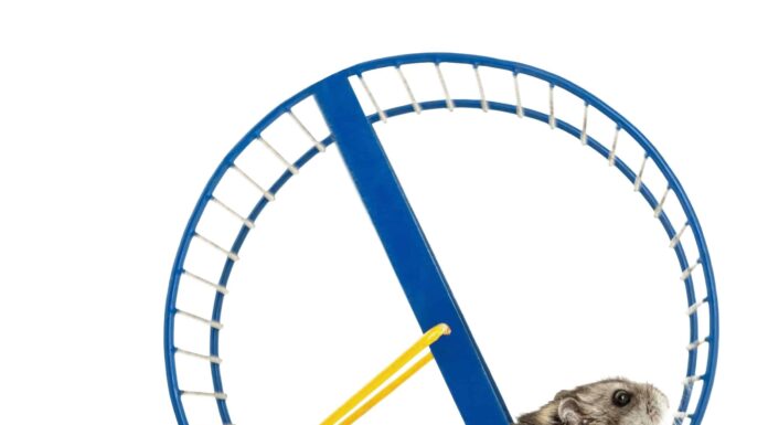 Come scegliere la ruota giusta per il tuo criceto: dimensioni, tipo, pro e contro
