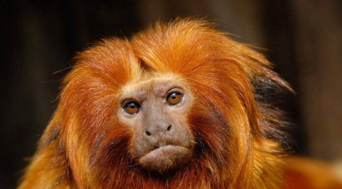 Tamarino Leone d'Oro
