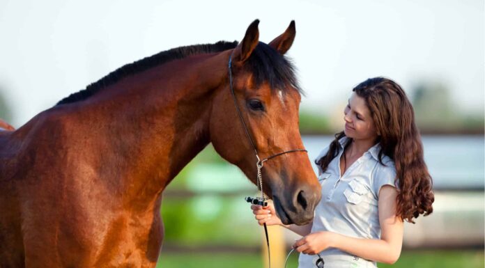 Quanto costa l'assicurazione del cavallo?
