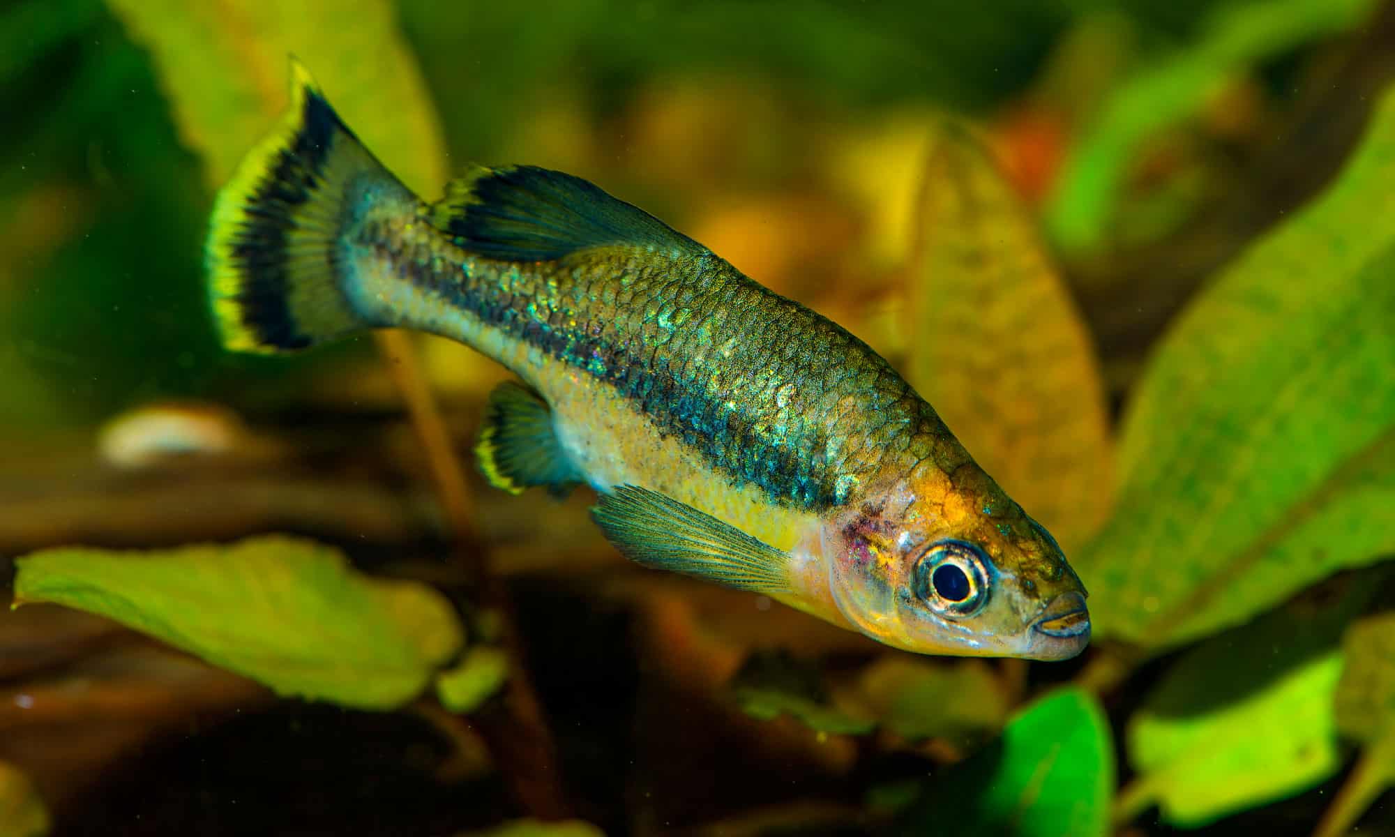 Cape Verde Giant Skink (Chionina coctei)