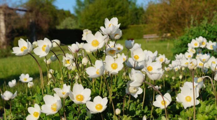 7 piccoli fiori perenni
