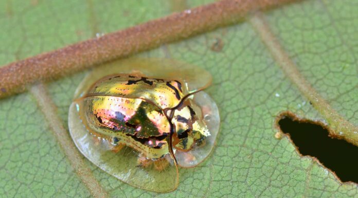 Scarabeo tartaruga d'oro
