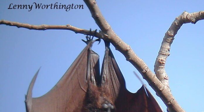 Volpe volante dalla corona d'oro
