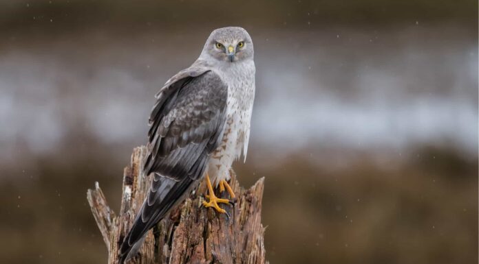 Birds with long necks: Great Egret
