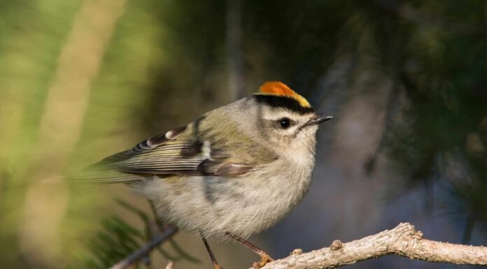 Kinglet dalla Corona d'Oro
