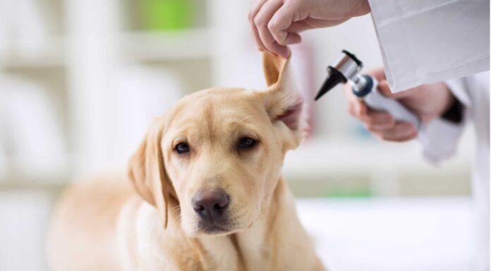 I 4 modi più comuni in cui i cani contraggono le infezioni alle orecchie
