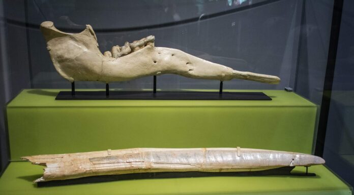 Gomphotherium Locations