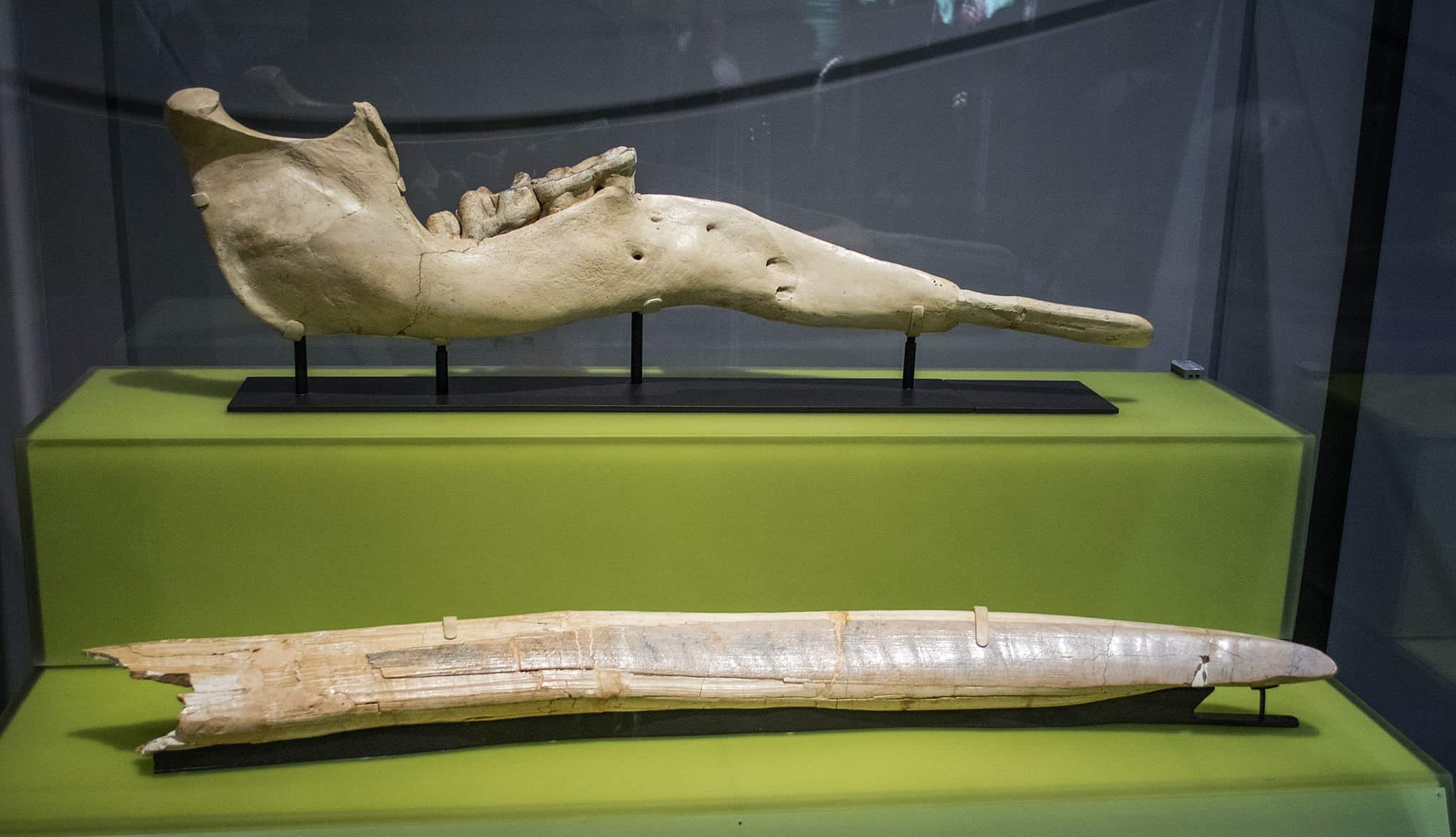 Gomphotherium Locations