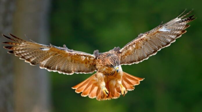 I 10 migliori spot per il birdwatching del Minnesota quest'estate
