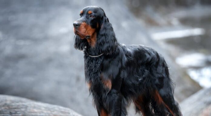 Gordon Setter
