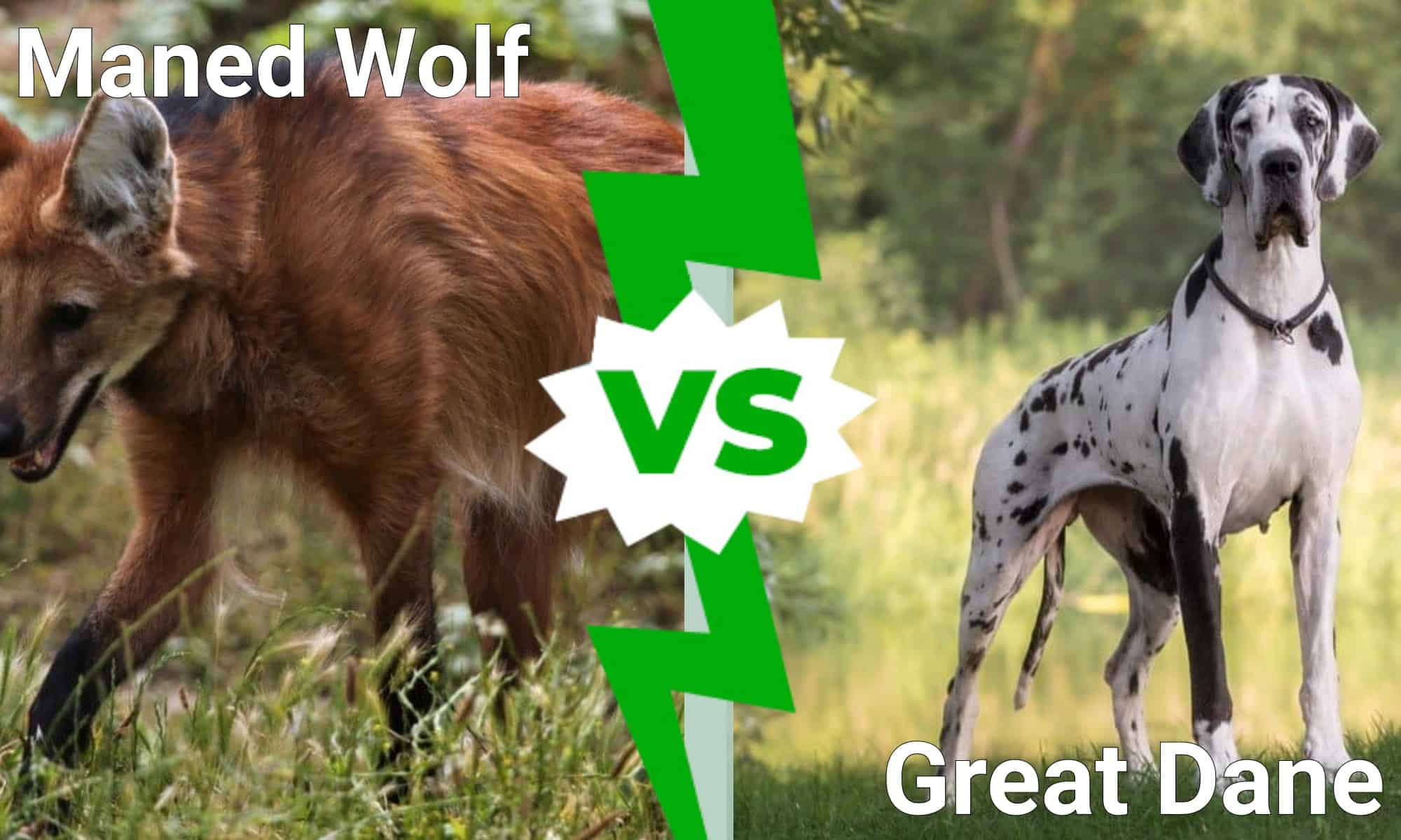Maned Wolf vs Great Dane: spiegate le 4 differenze principali