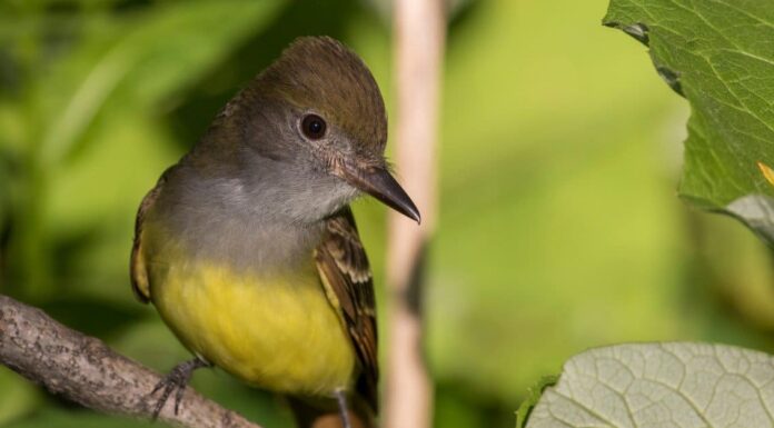 Grande pigliamosche crestato
