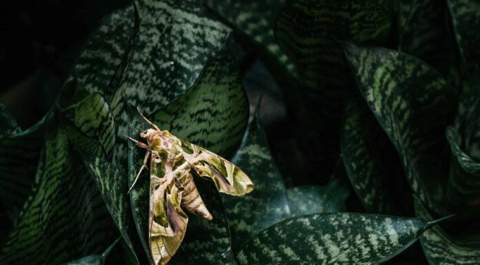 Cacca di falena: tutto ciò che avresti sempre voluto sapere
