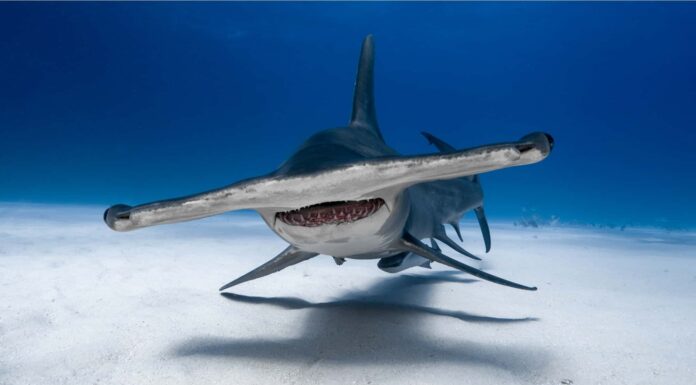 Grande squalo martello
