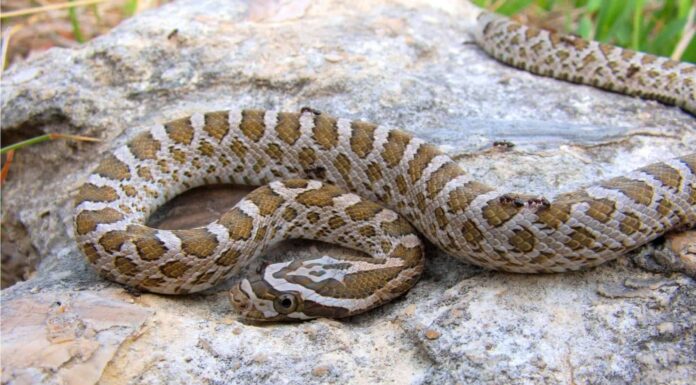 Great Plains Rat Snake coils up and shakes its tail in an effort to scare away threats.