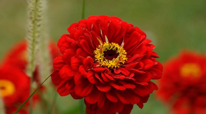 5 migliori fiori annuali per la zona 6
