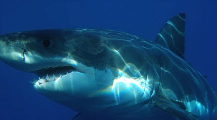 Grande squalo bianco
